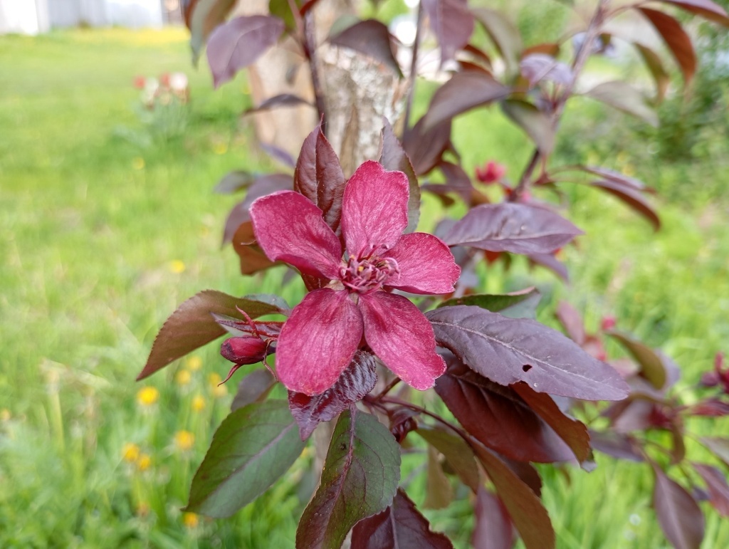 Яблоня декоративная Роялти