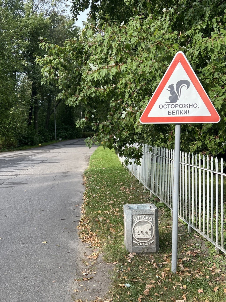 Белочная столица сейчас в Питере - это ЦПКиО