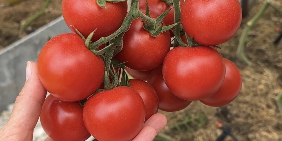 Стоит ли вносить суперфосфат с осени?