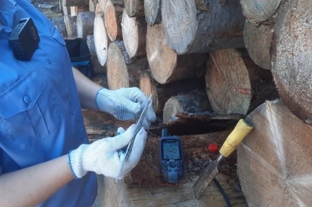    В Лесосибирске из-за зараженной древесины оштрафовали предприятия