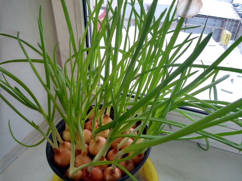  Лук-выборок на перо