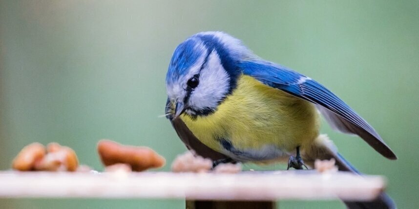    Алена Бобрович