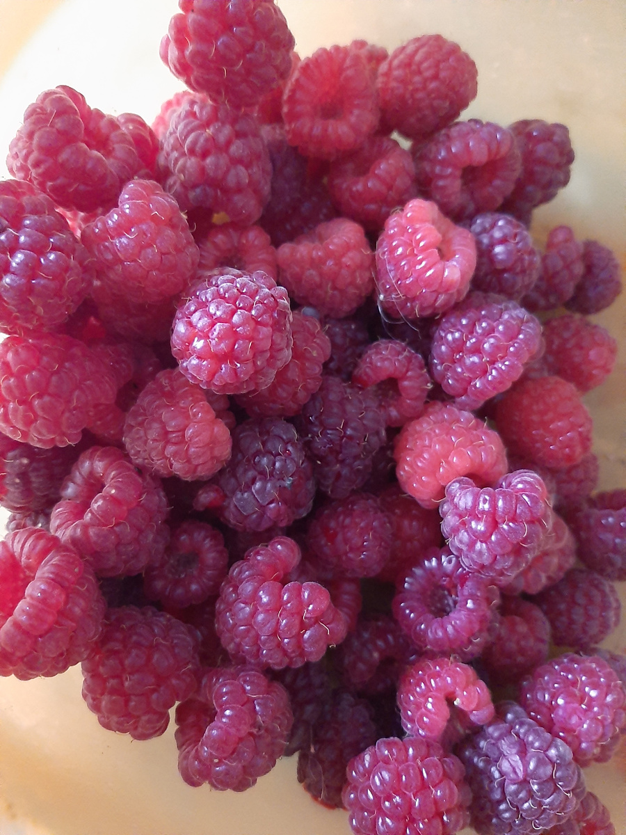 Малина ремонтантная поспела) второй урожай за лето! супруг вчера собирал