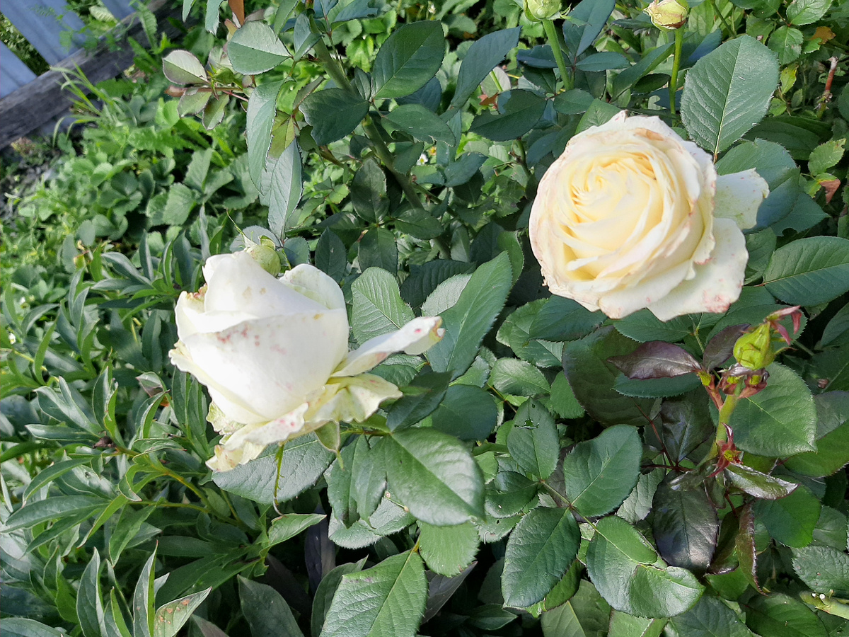 Цветёт и цветёт моя повторноцветущая