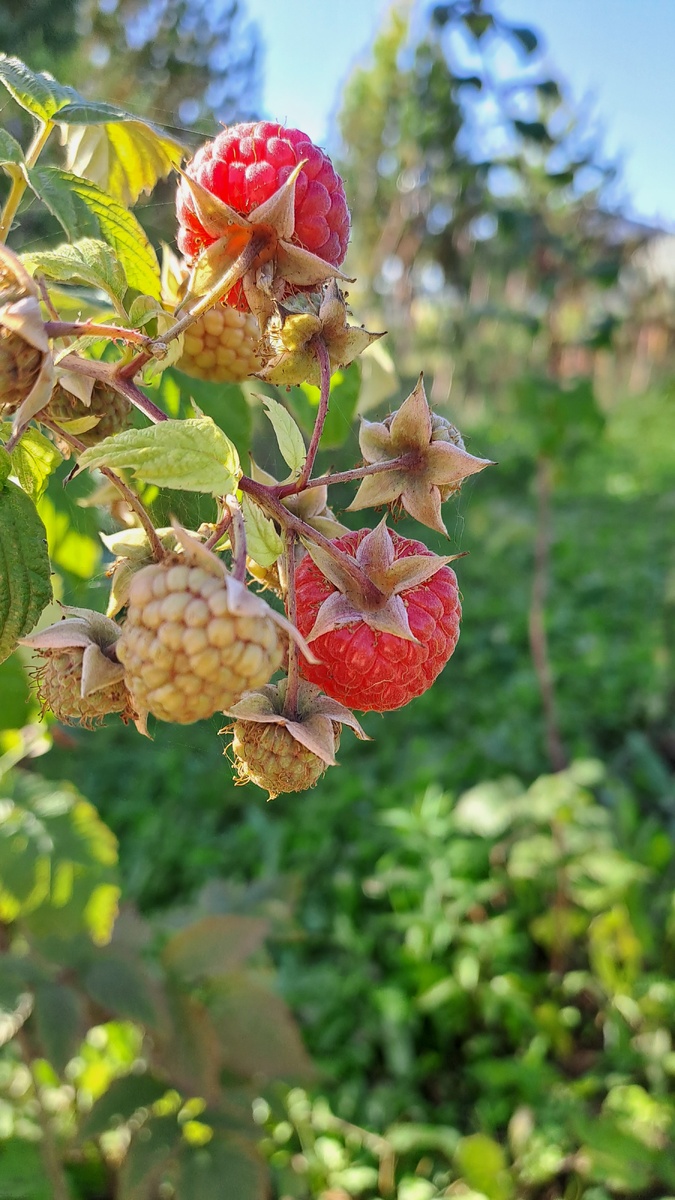 Поздняя малина уже спеет, в этом году успеет😁даже стихами заговорила. В прошлом сезоне её  заморозками побило и не попробовали даже (фото автора)