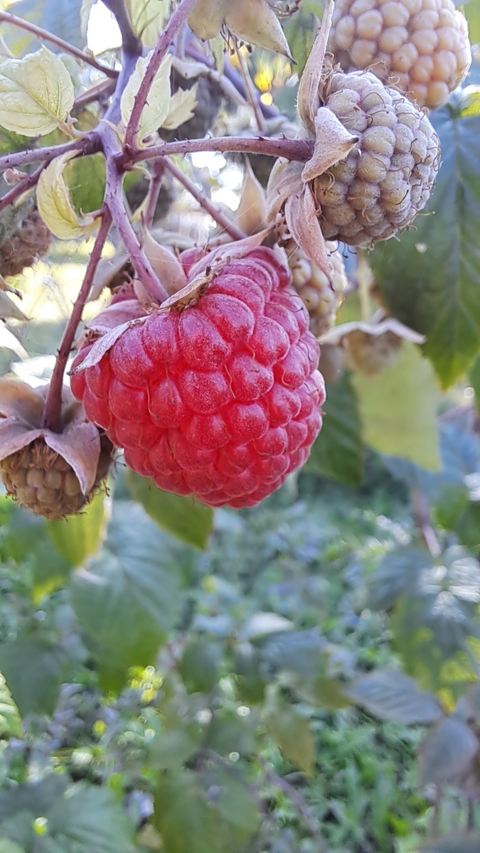 Поближе ягодка 😁 ей ещё зреть и зреть