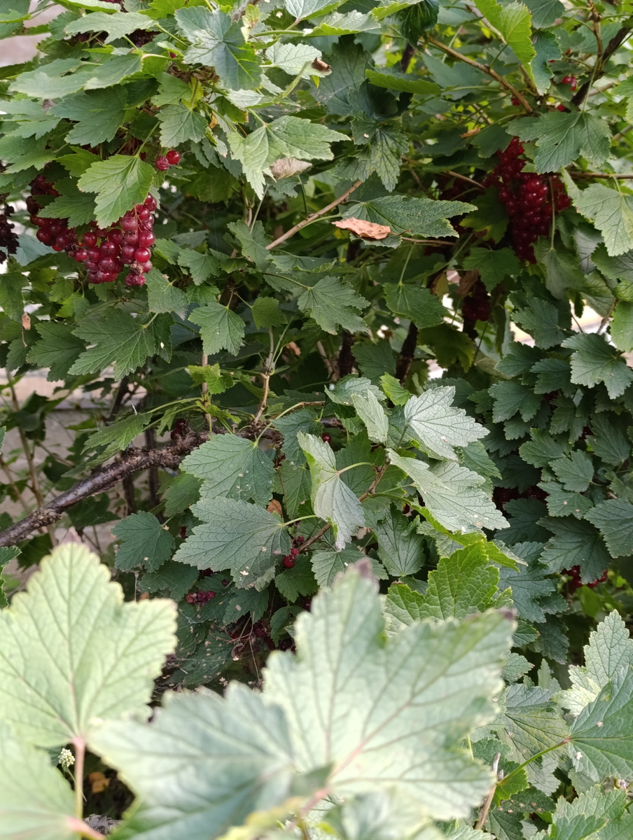 Смородина, остатки самые сладкие, хотя все равно кислющая.