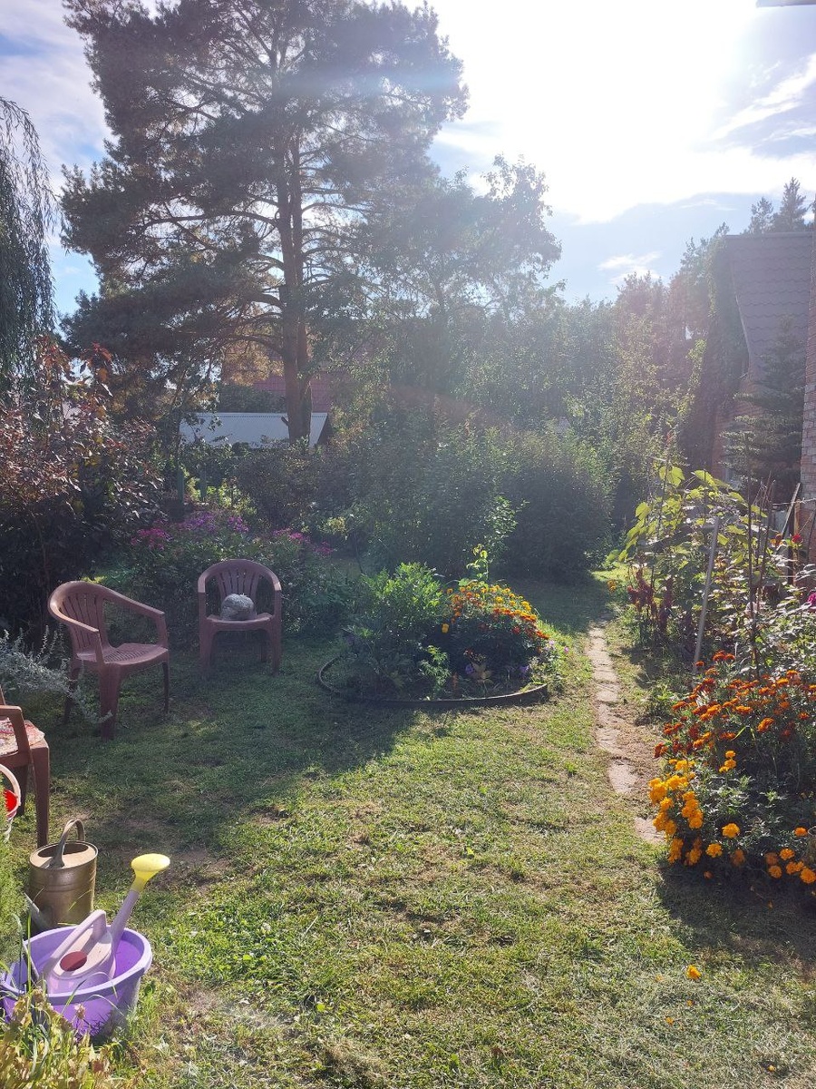 На фото наша сосна