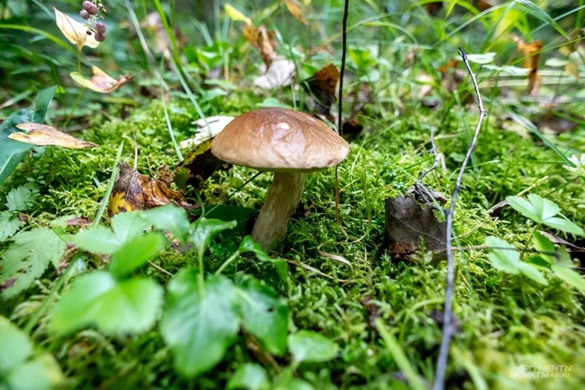    Миколог Дьяков: стартовал сезон, когда можно найти летние и осенние грибы