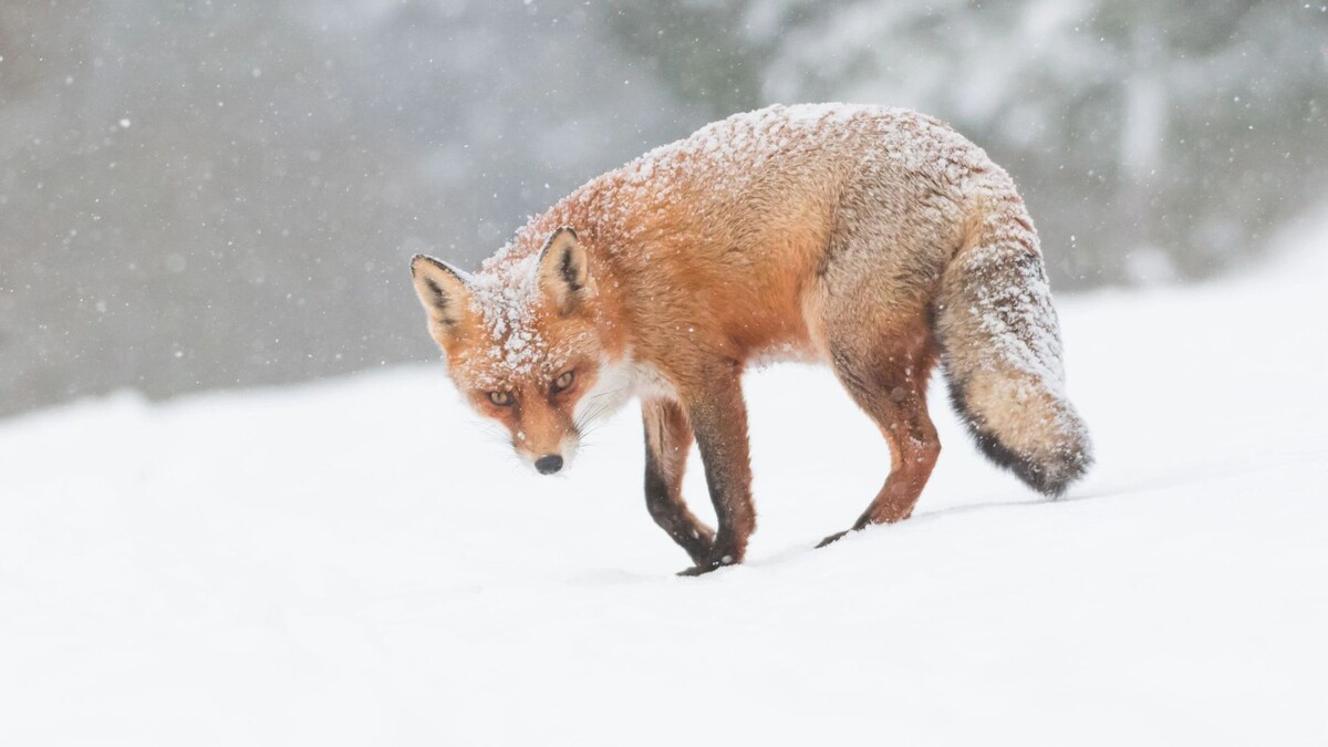    Фото: tim link / Shutterstock / Fotodom