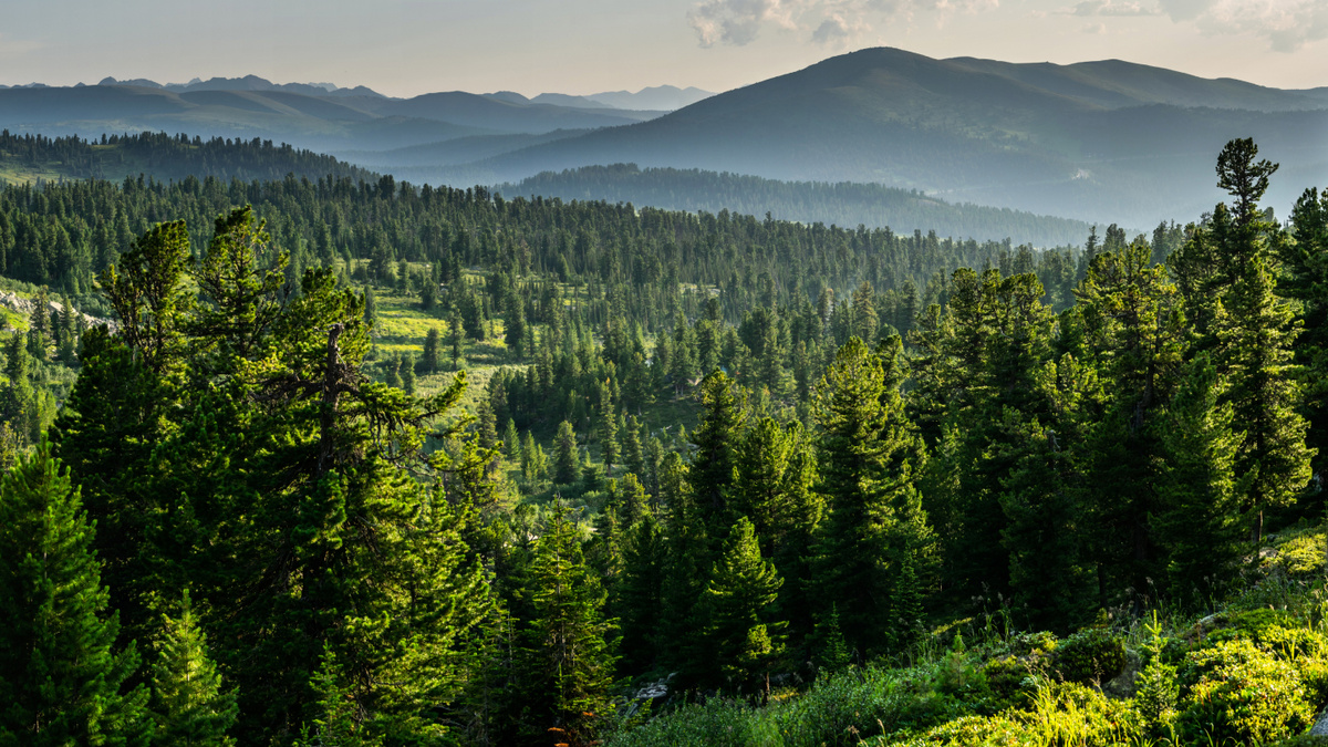     Фото: VarnakovR/Shutterstock/FOTODOM Россия владеет около 20% лесов мира (≈809 млн га), более 46% её территории покрыты преимущественно хвойными лесами (≈80%)