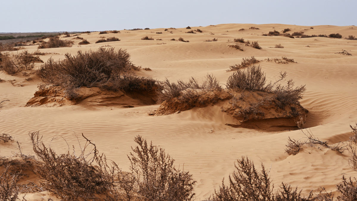     Фото: pdeminhiker/Shutterstock/FOTODOM В Калмыкии лес составляет всего 0,2% площади, что придает краю ощутимую хрупкость природы и редкость зелени