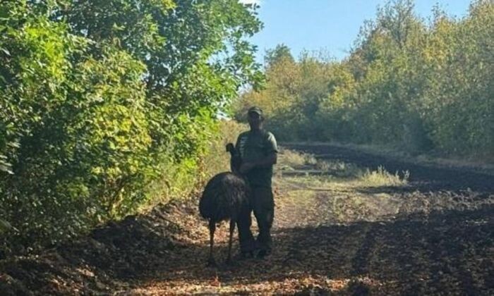 Иллюстрация: Пресс-служба парка "Малинки"