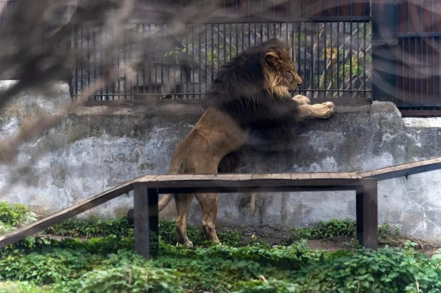 Король Ричард готов к прогулке.