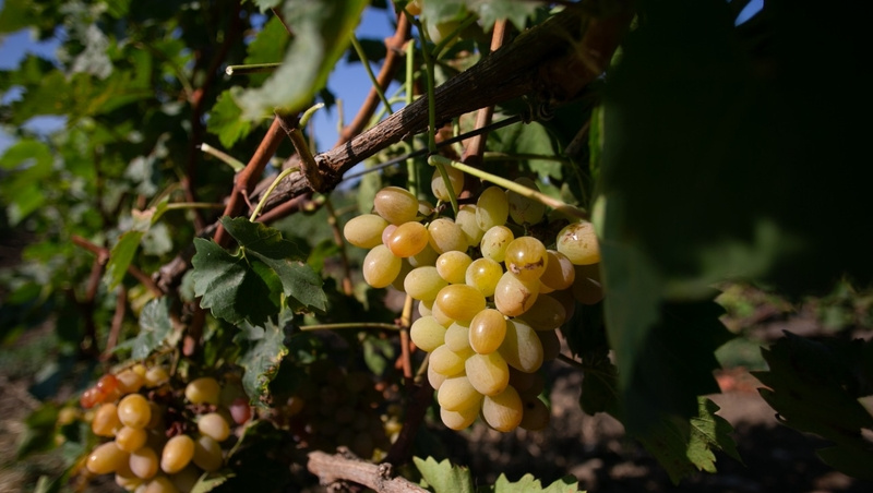    Аграрии Ставрополья собрали 2,9 тыс. тонн винограда Фото: Валерия Алтухова / / ИА «Победа26»