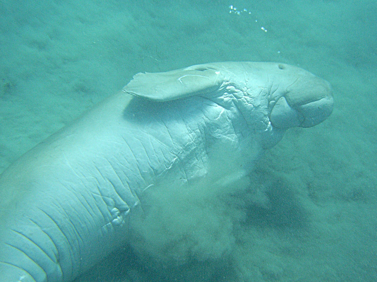 Дюгонь — ближайший родственник капустницы. Фотография: Alberto Scarani, CC BY-SA 3.0
