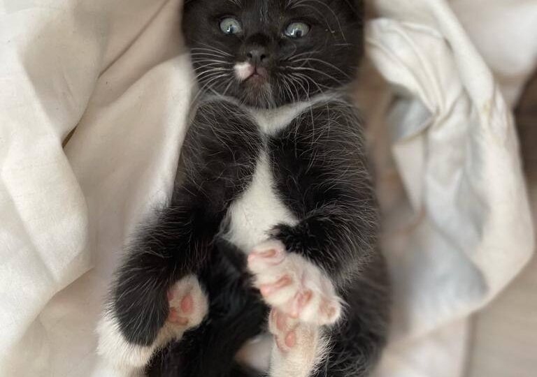 Выращиваем царь-кота: пошаговая инструкция