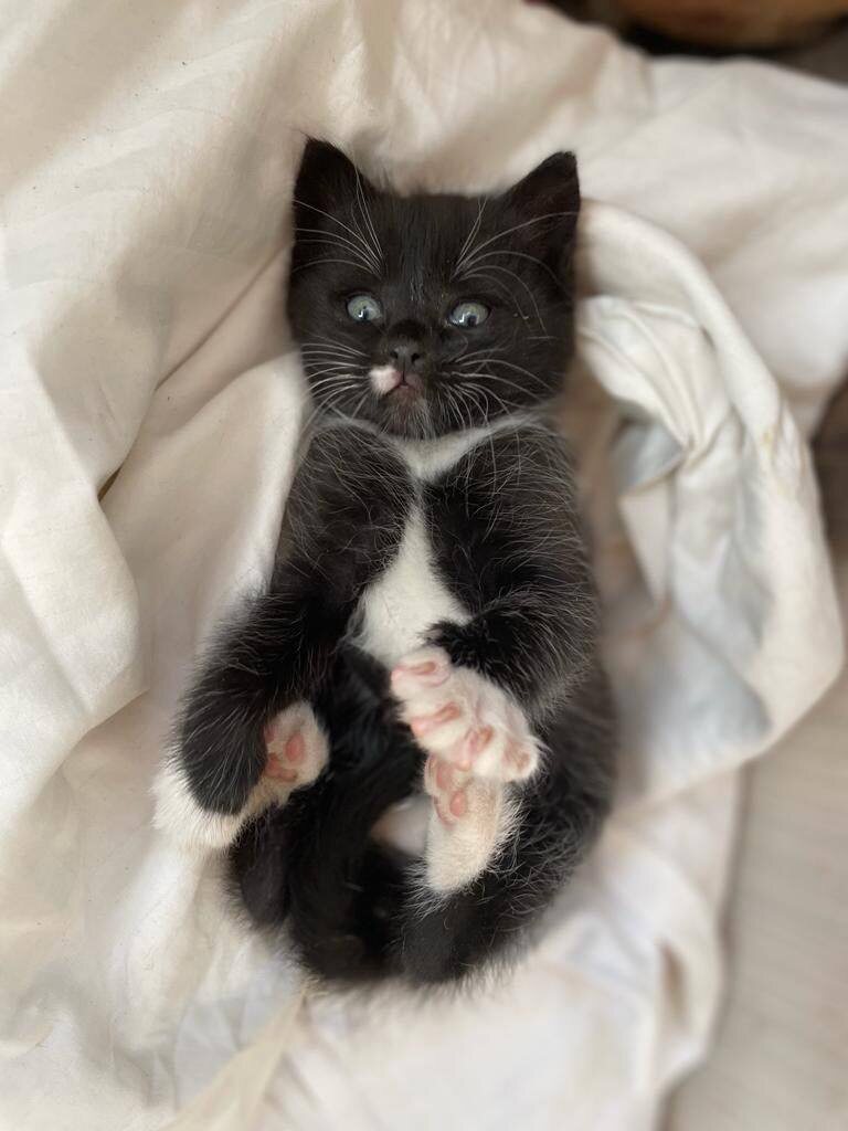 Маленький кот 