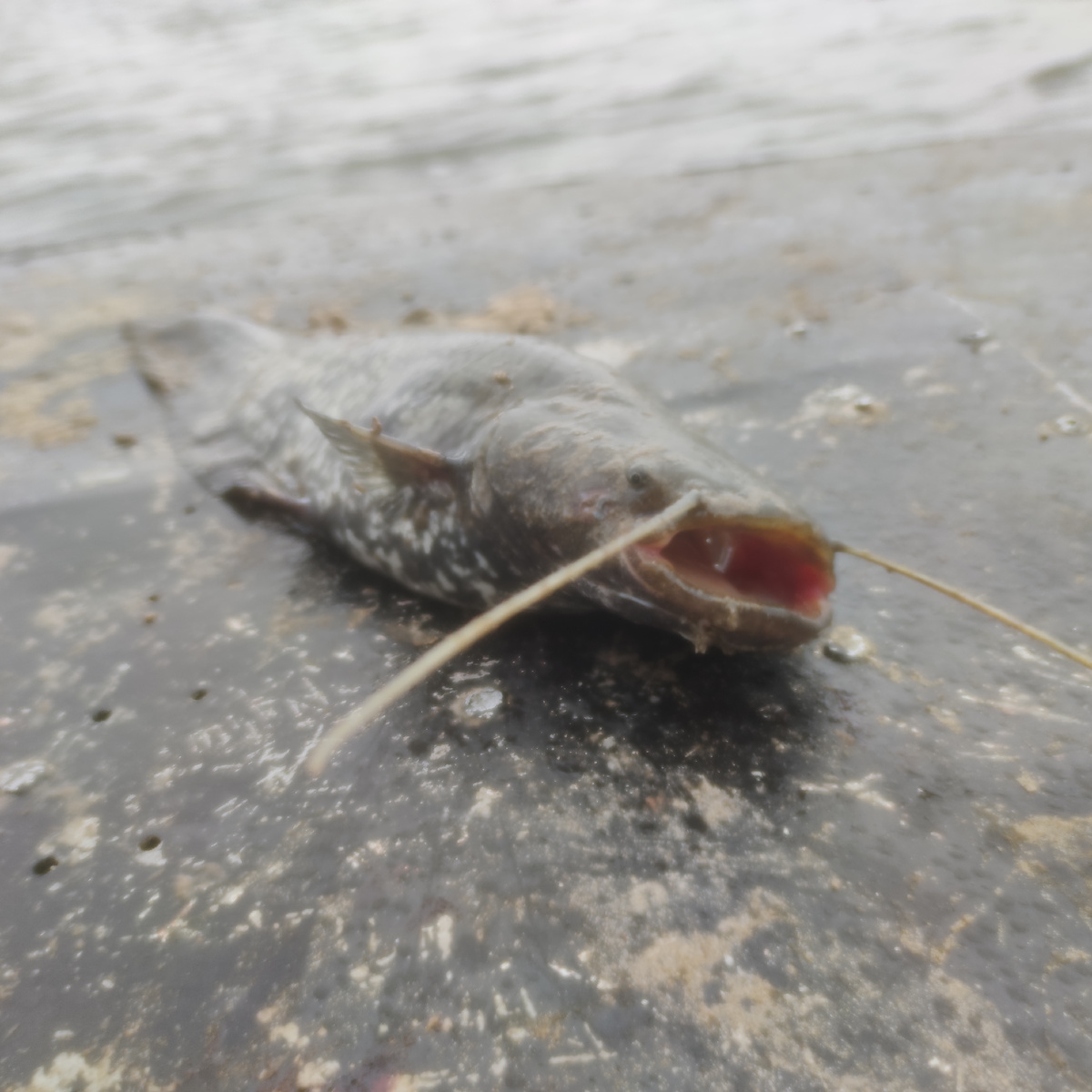 Соменок, который после фотосессии отправился обратно в реку