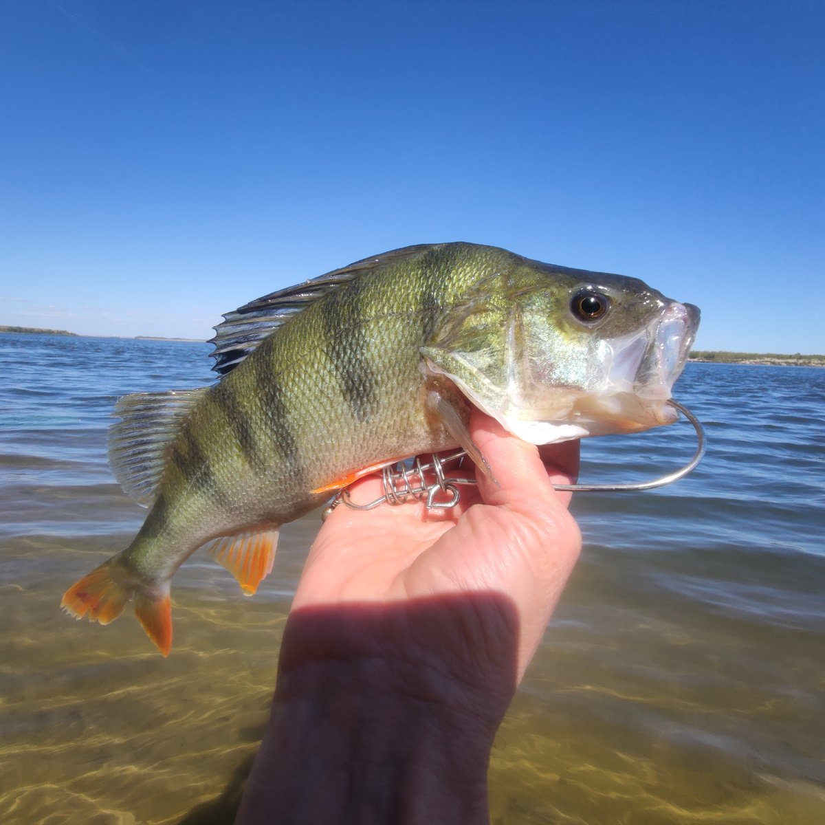 Зачетный окунь