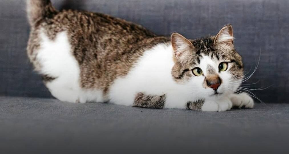 Носик ищет дом