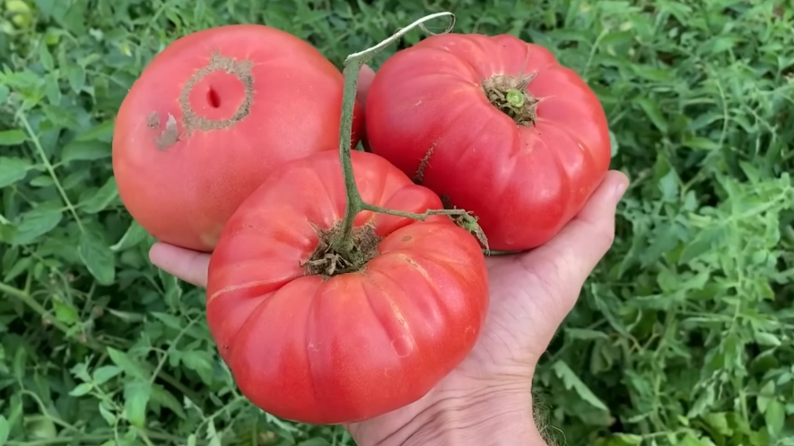 Выращиваю крупные томаты без полива по полтора месяца. 3 засухоустойчивых сорта от деревенского агронома