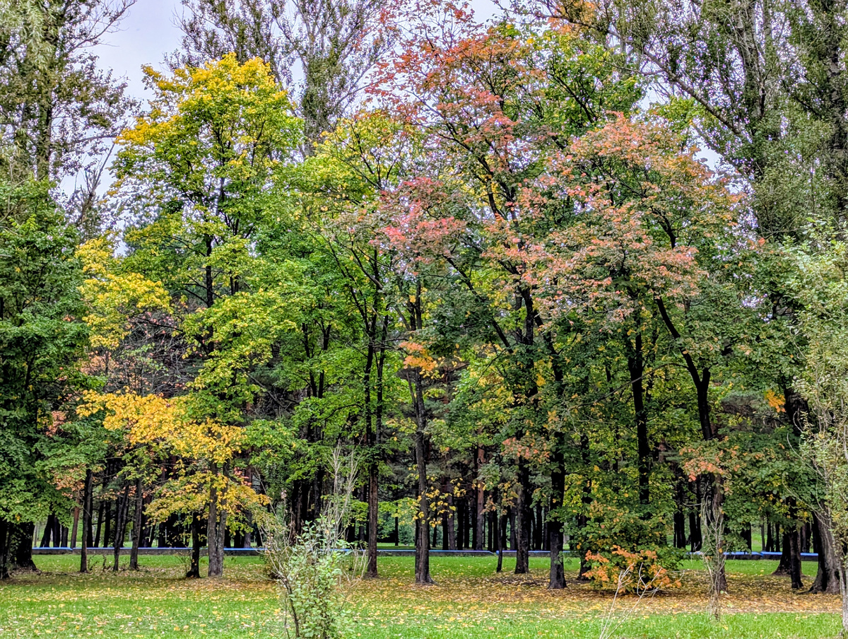 Сентябрь только начался, но в Ярославле - уже настоящая осень
