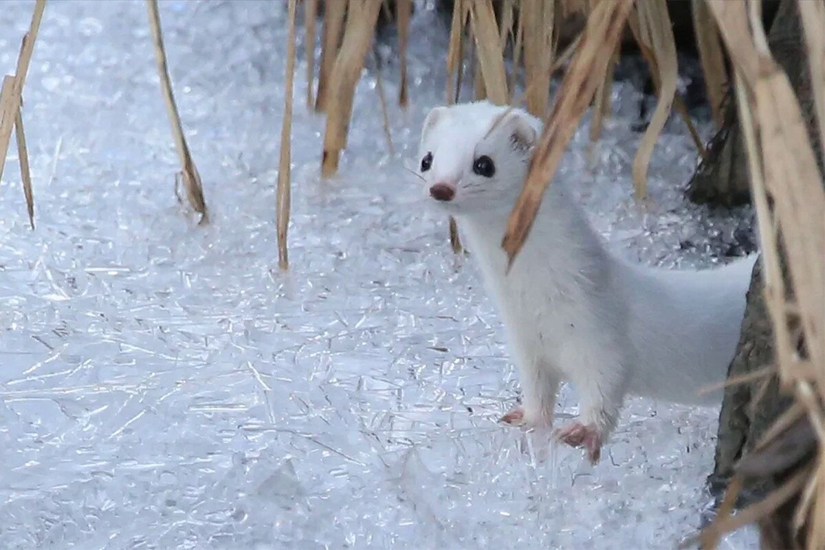 Беляш во всей своей зимней красе!