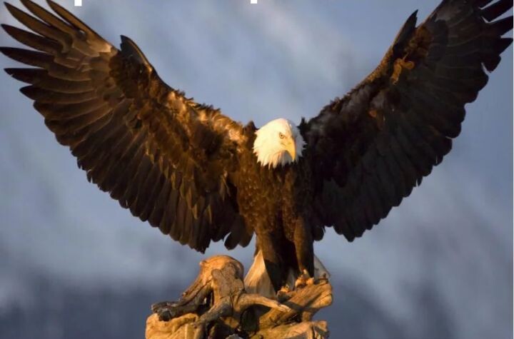 История орлов уходит корнями в древность часть 3.