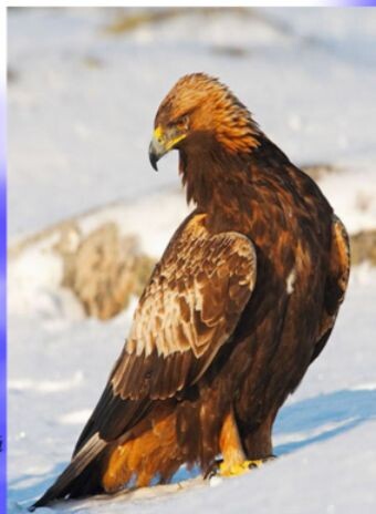 История орлов уходит корнями в древность часть 3.