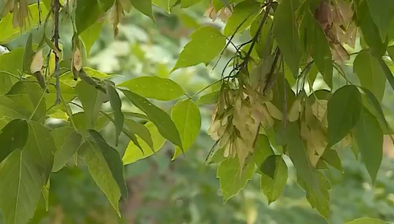     В Красноярске ожидается потепление до +22 градусов