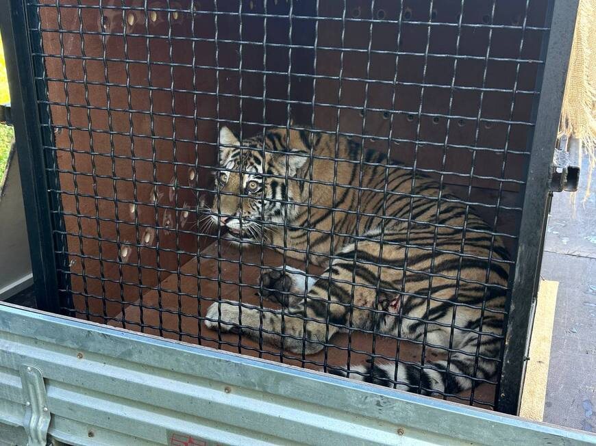    Фото: скриншот из видео Казанского зооботсада