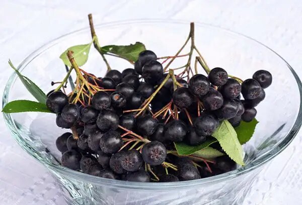 Черноплодная рябина в народной медицине