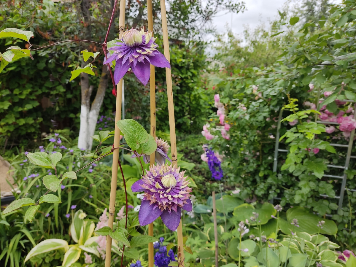 Клематис Taiga в горшке 12 литров