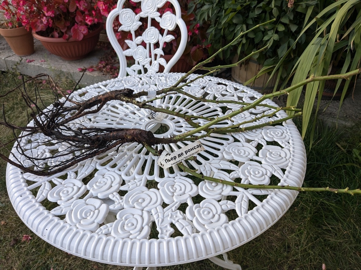 Две розы из одной посылки с разными бирками