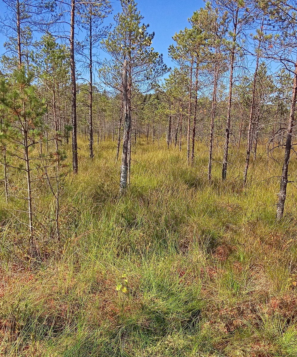 Болото с клюквой.