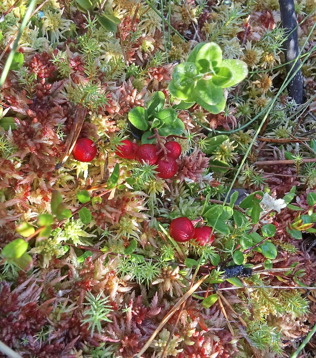 Клюква на кочке.