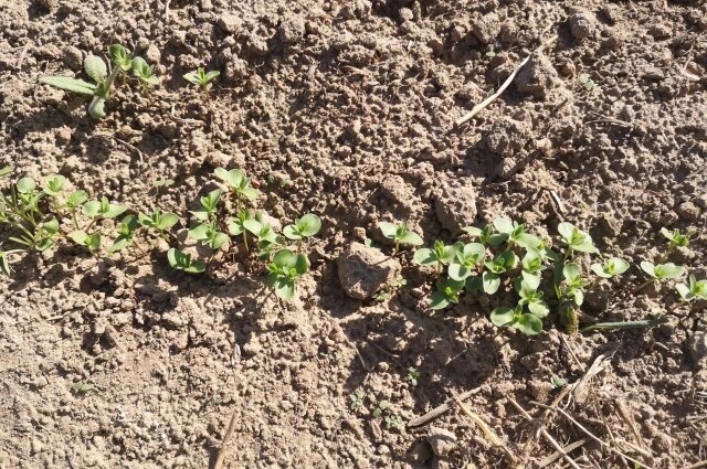    16 сентября на Руси убирали лён. Фото: АиФ/ Елена Семко