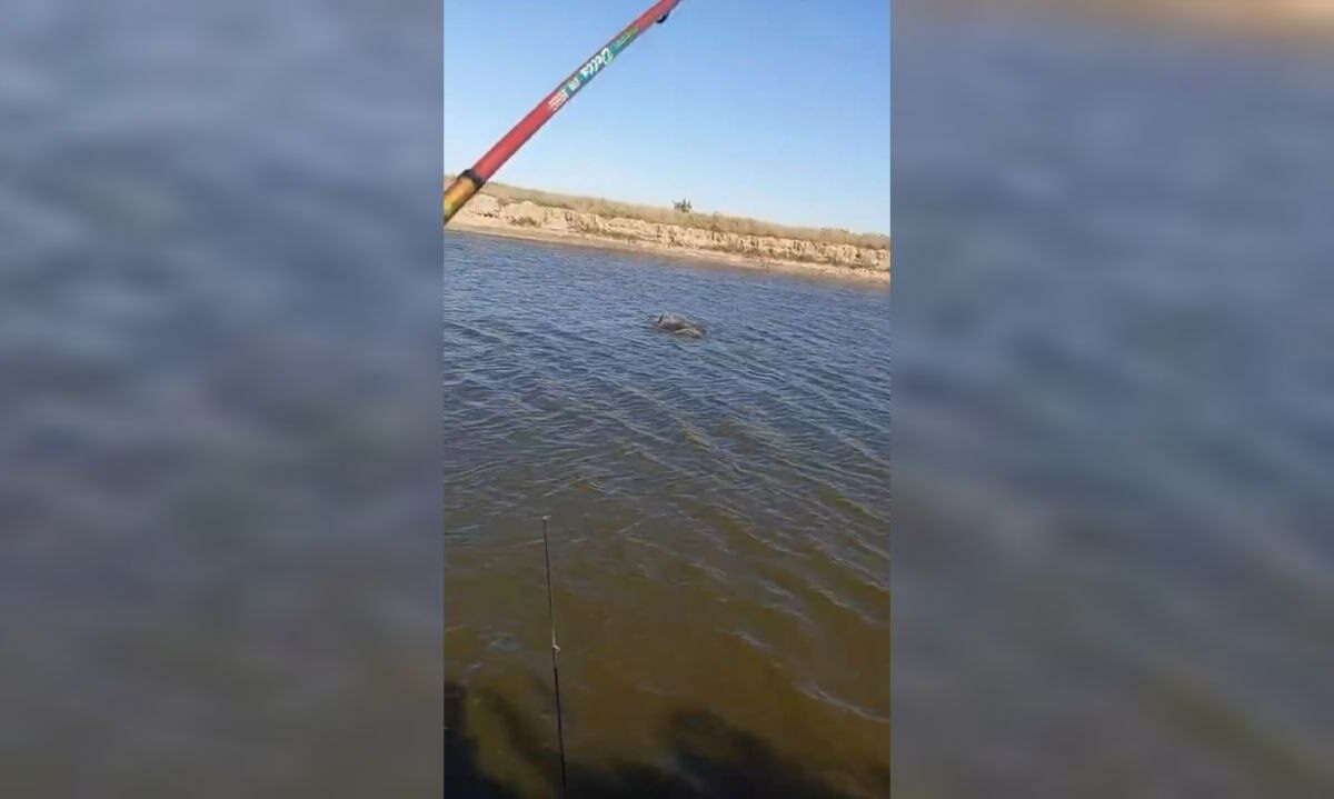    Скриншот видео t.me/delfacenter