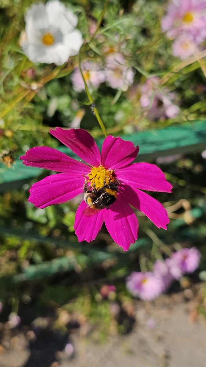 Шмель за работой