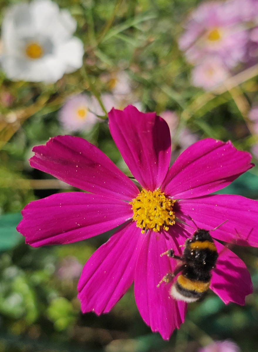 Шмель в полёте