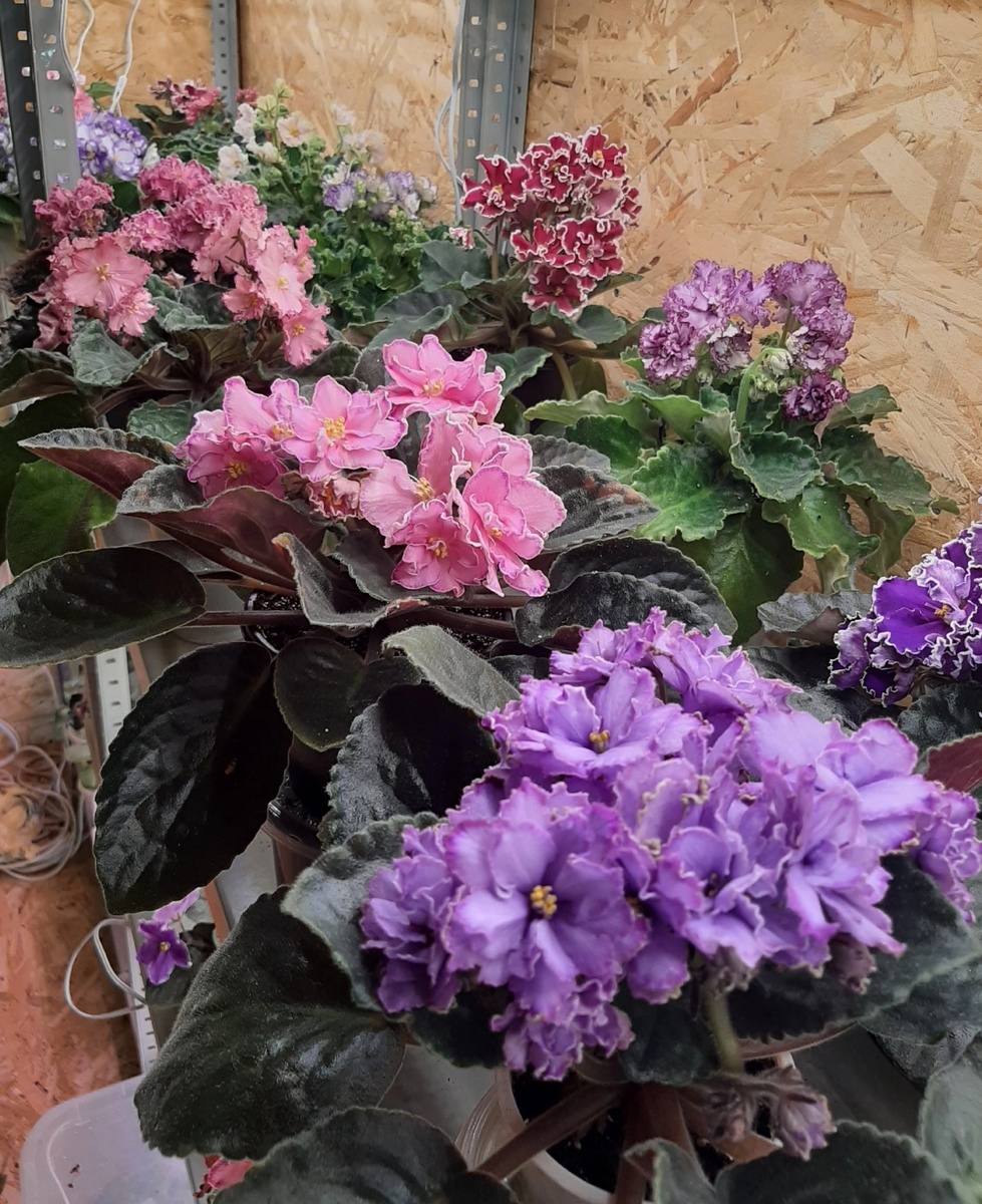 Хотелось видеть вот такие шапочки на полках