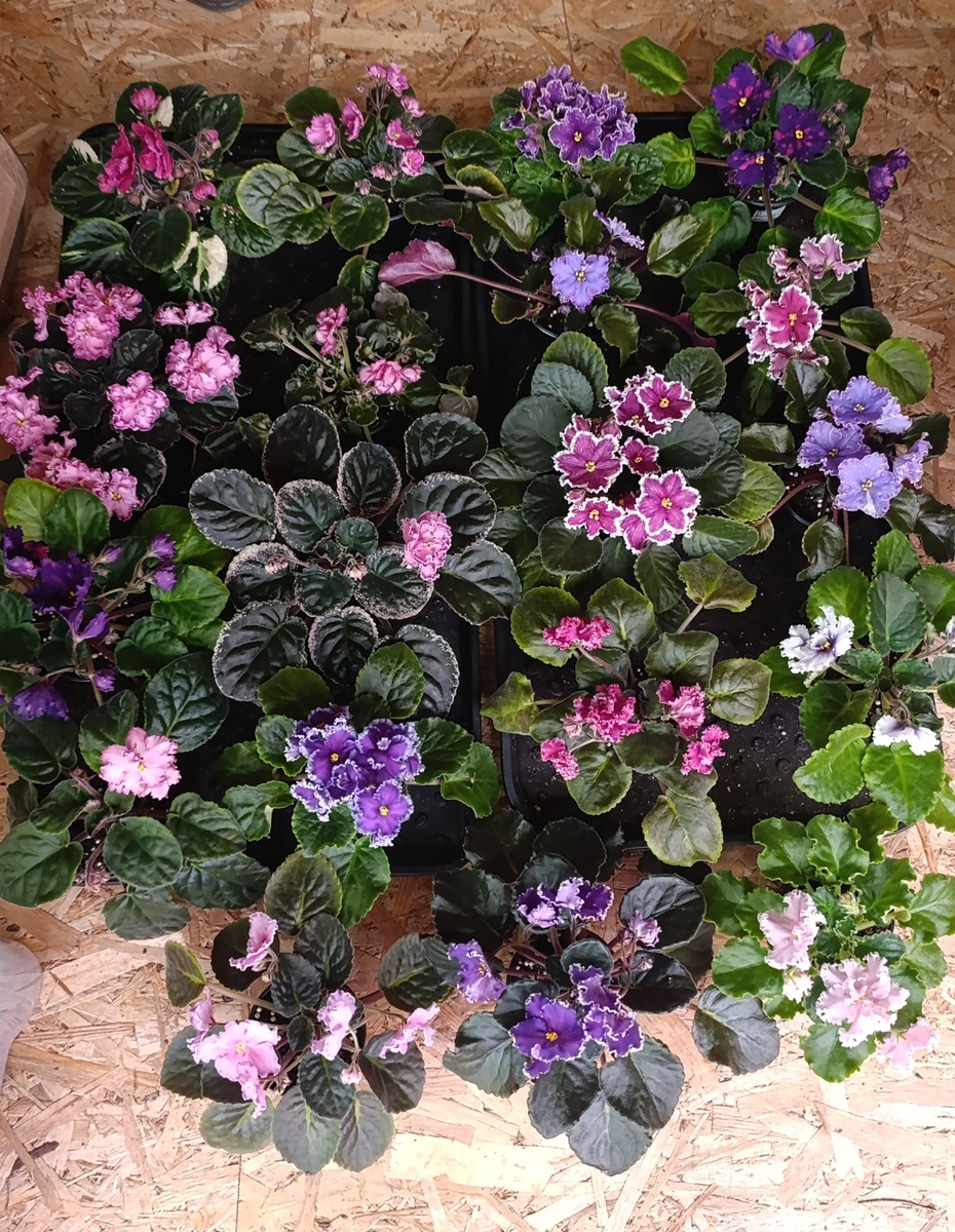 А получались такие полянки, с редкими цветами в основном на бутонах. 