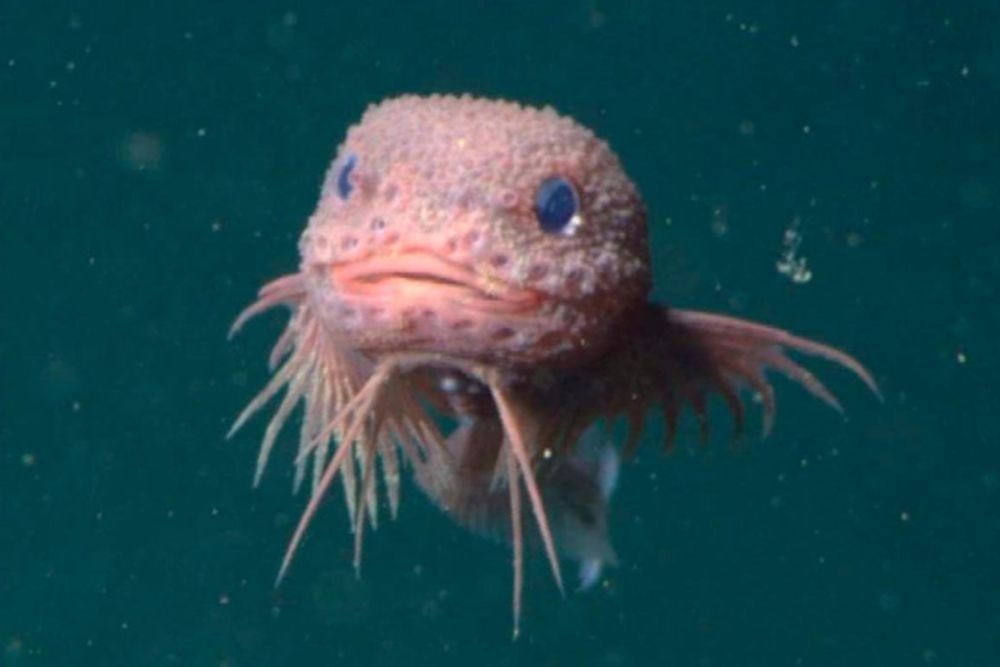 Фото: asih.kglmeridian.com