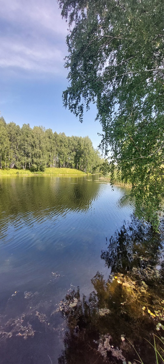 Вкус камышей с этого озера конечно не кость из борща, но как они манили меня...