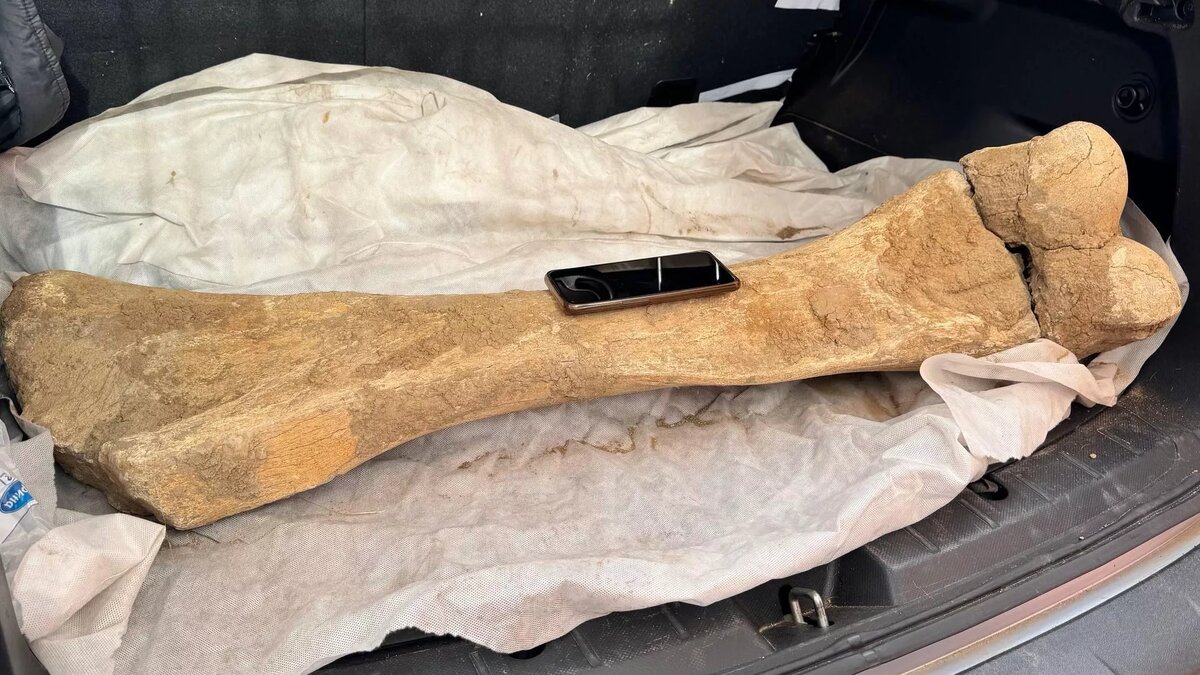 Берцовую кость мамонта изучают ученые Kozybayev University / © Photo : Пресс-служба министерства науки и высшего образования РК