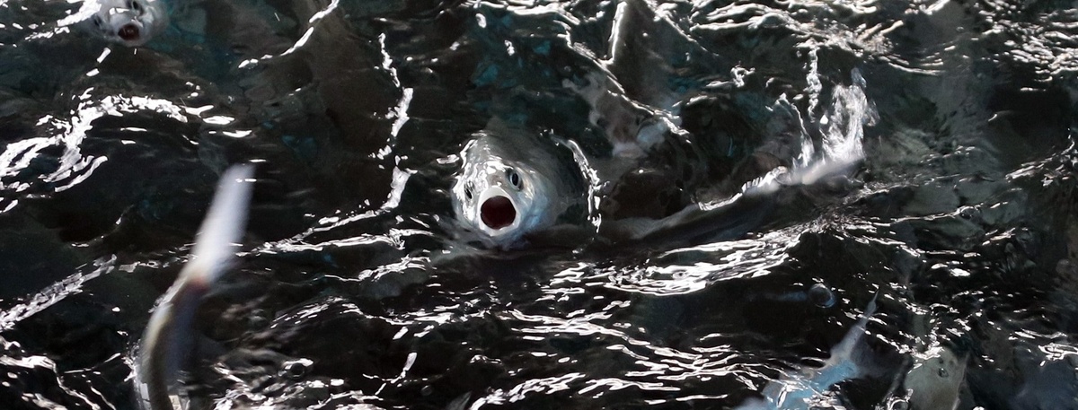    Мальки сиговых рыб, архивное фото. Автор фото: Владимир Смирнов / ТАСС