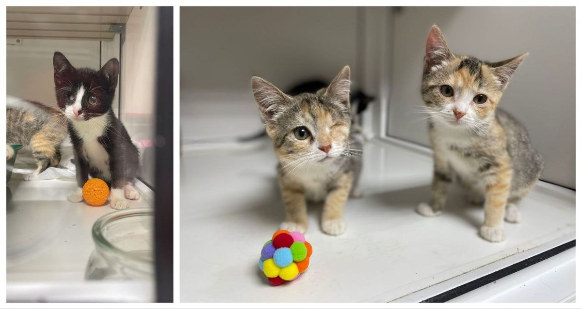 котята в "Муррчелло" сентябрь 2025г