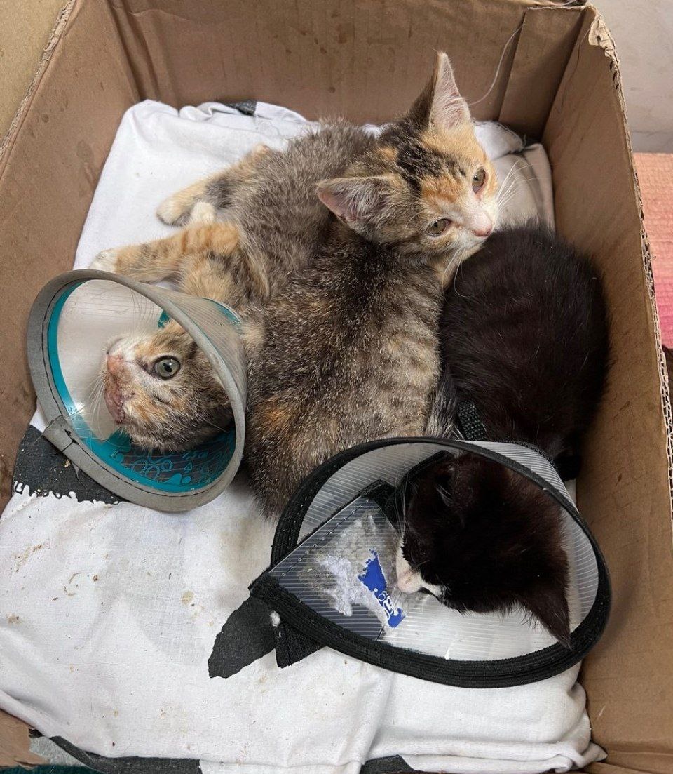 Мира, Буся и Груша в июле 2025г