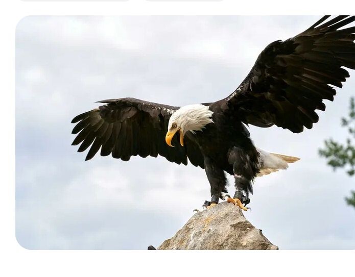 История орлов уходит корнями в древность часть 4.